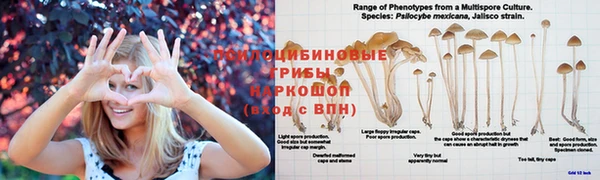 прущие грибы Абдулино