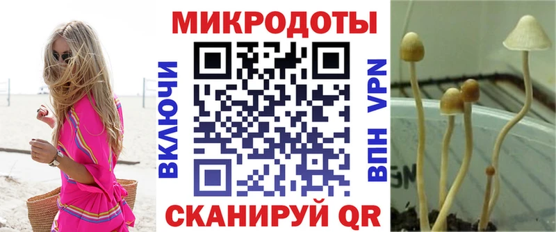 наркотики  Углегорск  Псилоцибиновые грибы Psilocybine cubensis 